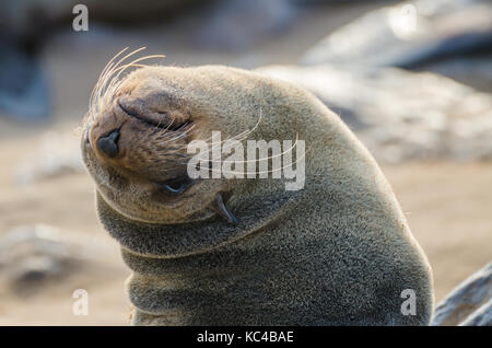 Ritratto di splendida South African pelliccia sigillo alla grande colonia di foche, cape cross, Namibia, Sud Africa Foto Stock