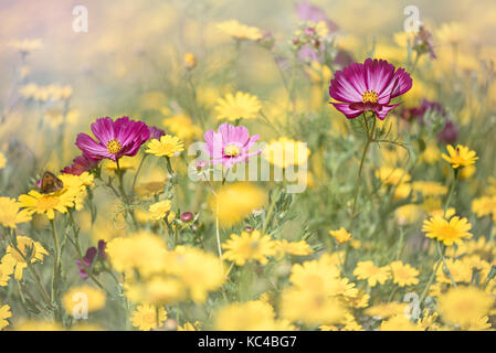 Rosa vibranti cosmo fiore in un mare di mais fiori di tagete Foto Stock