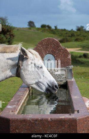 New Forest pony Foto Stock