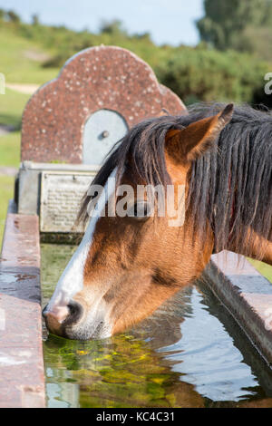 New Forest pony Foto Stock