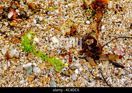 Le alghe e ciottoli su una spiaggia in Devon England Regno Unito Foto Stock