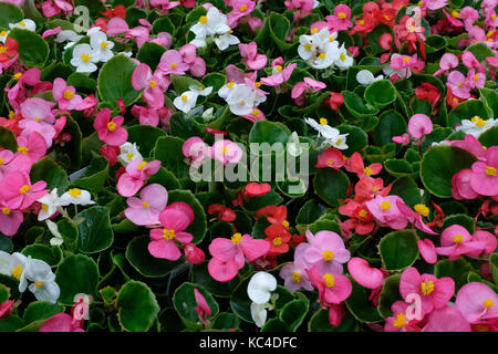 Begonia colorati fiori (Begoniaceae) in vendita in serra. Foto Stock