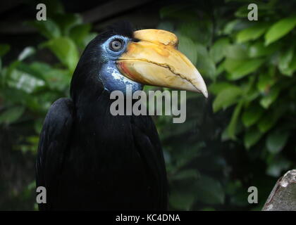 Femmina Sudest asiatico Sunda rughe hornble (Aceros corrugatus) in primo piano Foto Stock