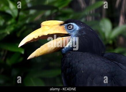 Femmina Sudest asiatico Sunda rughe hornble (Aceros corrugatus) in primo piano Foto Stock