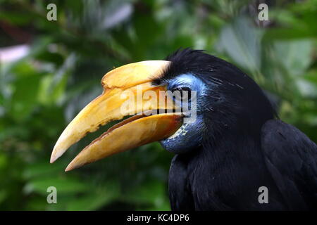 Femmina Sudest asiatico Sunda rughe hornble (Aceros corrugatus) in primo piano Foto Stock