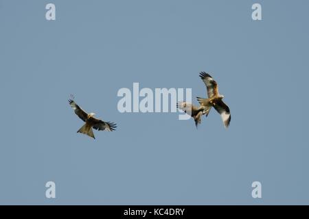 Poiana Buteo buteo, in volo alterco con Red Kites, Milvus milvus, Wales, Regno Unito. Foto Stock