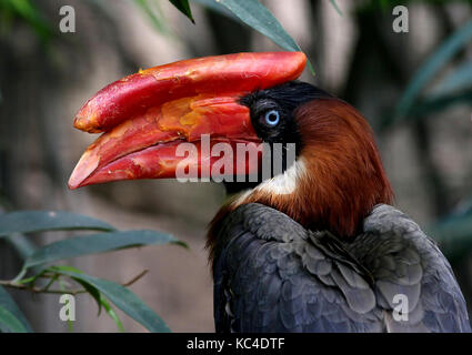 Femmina asiatico rofo hornbill (Buceros hydrocorax), anche conosciuto come la hornbill filippina Foto Stock