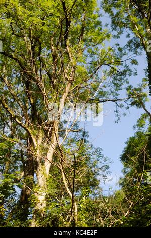 Hymenoscyphus fraxineus, deperimento delle ceneri malattia fungina sui giovani frassini, Wales, Regno Unito Foto Stock