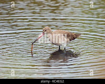 Nero-tailed godwits Limosa limosa immaturi di alimentazione degli uccelli sulla vite senza fine Foto Stock