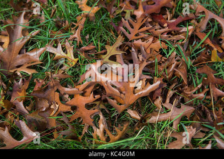 Windsor, Regno Unito. 2 ottobre, 2017. quercia rossa le foglie in autunno i colori in Windsor Great Park. Credito: mark kerrison/alamy live news Foto Stock