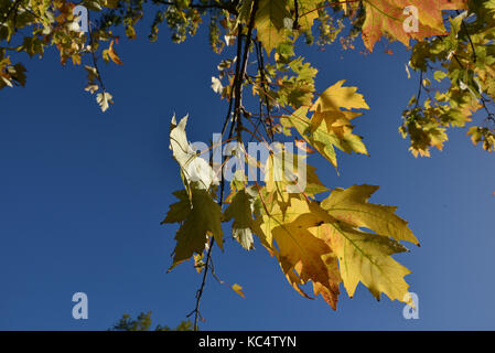 Discese in park, london, Regno Unito. 3° ott 2017. I colori autunnali in un parco a tottenham londra. Credito: Matteo chattle/alamy live news Foto Stock