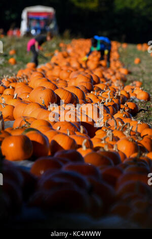 Southampton, Regno Unito. 03 ott 2017. Romsey Hampshire, Inghilterra martedì 3 ottobre 2017. La zucca viene raccolto in corso in Romsey Hampshire, raccoglitrici di zucca approfittare della pausa nel tempo come l'autunno suns brilla per raccogliere le zucche. Due grandi campi appena fuori la M27 in Hampshire vicino a Southampton sono accesi di colore arancio brillante in questo periodo dell anno con migliaia di zucche che sono destinati per negozi per Halloween. Credito: PBWPIX/Alamy Live News Foto Stock