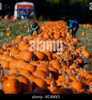 Southampton, Regno Unito. 03 ott 2017. Romsey Hampshire, Inghilterra martedì 3 ottobre 2017. La zucca viene raccolto in corso in Romsey Hampshire, raccoglitrici di zucca approfittare della pausa nel tempo come l'autunno suns brilla per raccogliere le zucche. Due grandi campi appena fuori la M27 in Hampshire vicino a Southampton sono accesi di colore arancio brillante in questo periodo dell anno con migliaia di zucche che sono destinati per negozi per Halloween. Credito: PBWPIX/Alamy Live News Foto Stock