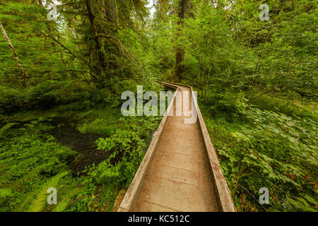 Il Boardwalk colmare un flusso e di zone umide nel Hoh Rain Forest lungo la Hoh River Trail nel Parco Nazionale di Olympic, nello Stato di Washington, USA Foto Stock