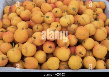 Malus 'marmo' crab mele in autunno a Malvern Autunno Mostra, Worcestershire, Regno Unito Foto Stock