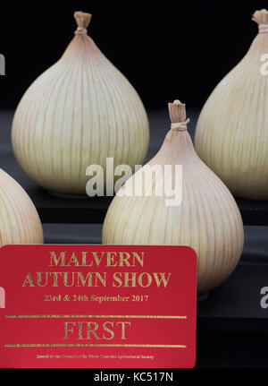 Visualizza le cipolle con un primo premio a Malvern autunno mostra, Worcestershire, Regno Unito Foto Stock