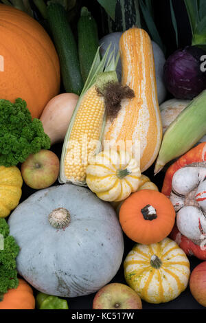 La zucca, la zucca e squash display a Malvern Autunno Mostra, Worcestershire, Regno Unito Foto Stock