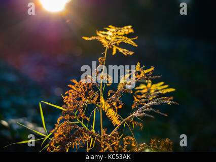 Autunno luce sulla foresta di felce. Foto Stock