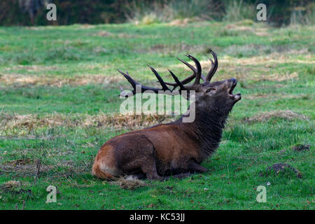 Tubolare di cervi rossi durante la stagione di solchi (cervus elaphus), situato in wiese, captive, Germania Foto Stock