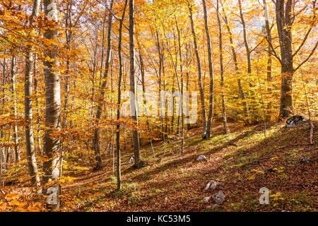 Foresta di Molveno in trentino alto adige, italia. I colori dell'Autunno nel bosco di faggi. Foto Stock