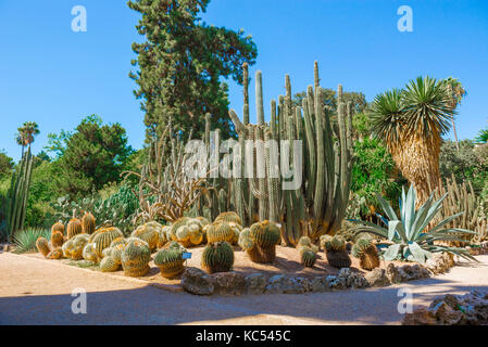 Valencia Spagna giardino botanico, vista di coppia cactus in una parte del deserto piante sezione del Jardin Botanico di Valencia. Foto Stock