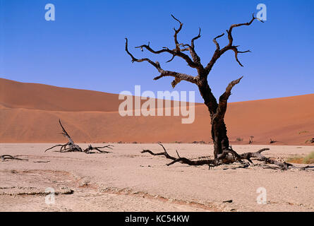 La Namibia. Deadvlei paesaggio desertico con alberi morti. Foto Stock