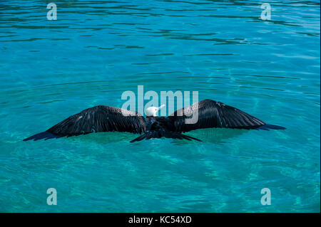 Magnifica frigatebird (Fregata magnificens) in acqua, isola di Espiritu Santo, Baja California, Messico Foto Stock