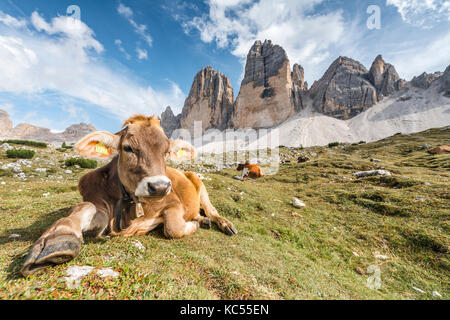 Mucca in un alpeggio, fronte nord delle Tre Cime di Lavaredo, Dolomiti di Sesto, alto adige, trentino-alto adige, alto adige, italia Foto Stock