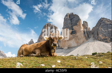 Mucca in un alpeggio, fronte nord delle Tre Cime di Lavaredo, Dolomiti di Sesto, alto adige, trentino-alto adige, alto adige, italia Foto Stock