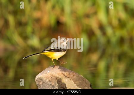 Wagtail grigio (Motacilla cinerea) su pietra, Hesse, Germania Foto Stock