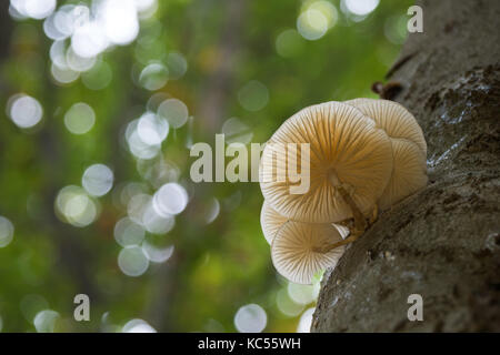 Funghi di porcellana (oudemansiella mucida) su un tronco di albero, Hesse, Germania Foto Stock