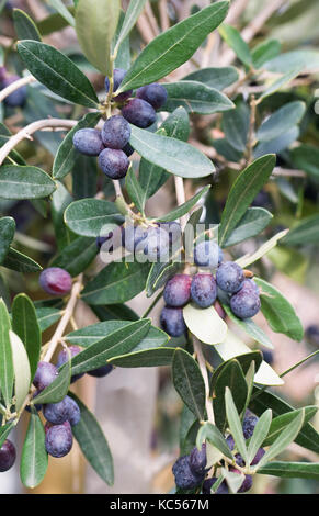 Olea europaea. olive su un albero di olivo. Foto Stock