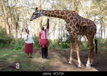 Fred e julie salutare eric una persona-friendly Giraffa presso elsamere naivasha kenya Foto Stock