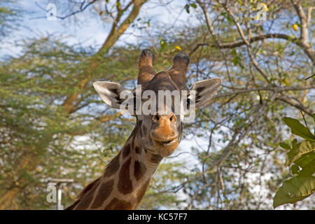 Testa della giraffa camelopardalis giraffa alimentazione su foglie di prato elsamere naivasha kenya Foto Stock