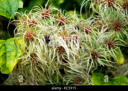 Evergreen clematis armandii fiori andato alle sementi in inizio autunno tarda estate rendendo i capelli fiori di polpo con scuro fogliame sempreverde non pianta nativa Foto Stock