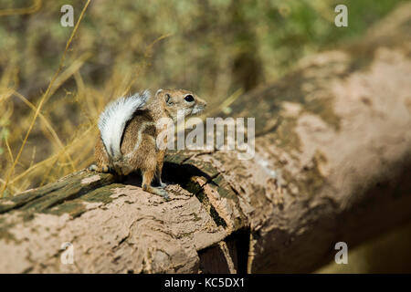 White-tailed antelope squirrel ammospermophilus leucurus chaco culture National Historic Park, nageezi, Nuovo Messico, Stati Uniti, 19 settembre 2017 Foto Stock