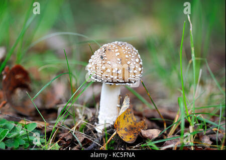 Un giovane amanita pantherina, chiamato anche panther cap o false blusher, in un bosco' Ambiente naturale Foto Stock