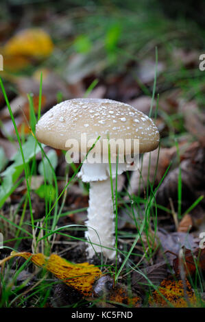 Un giovane amanita pantherina, chiamato anche panther cap o false blusher, in un bosco' Ambiente naturale Foto Stock