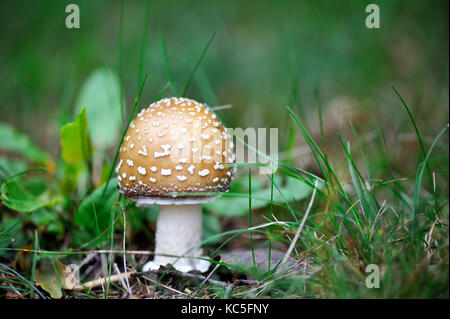 Un giovane amanita pantherina, chiamato anche panther cap o false blusher, in un bosco' Ambiente naturale Foto Stock