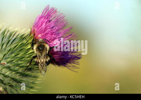 Bumble Bee si siede su un fiore. Foto Stock