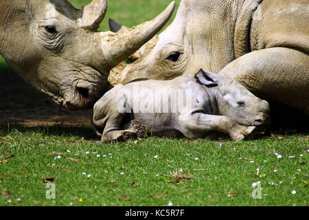 Il primo bambino rinoceronte in 43 anni è stato sopportato a Cotswold Wildlife Park prime ore di lunedì 1 luglio 2013 si prega di credito shane leach foto da Brian Jordan /Retna foto Foto Stock