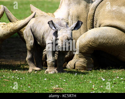 Il primo bambino rinoceronte in 43 anni è stato sopportato a Cotswold Wildlife Park prime ore di lunedì 1 luglio 2013 si prega di credito shane leach foto da Brian Jordan /Retna foto Foto Stock