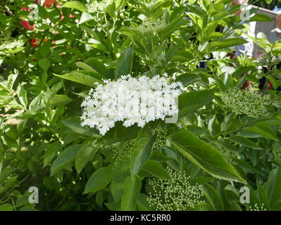 Picking lâ Elderflower in un giardino per fare succo e pancake Foto Stock