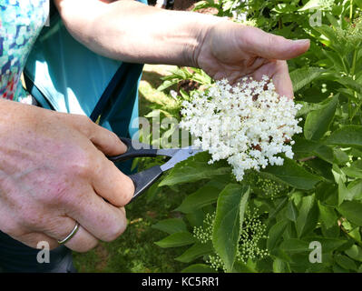 Picking lâ Elderflower in un giardino per fare succo e pancake Foto Stock