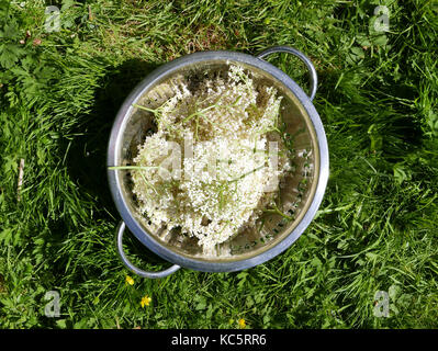 Picking lâ Elderflower in un giardino per fare succo e pancake Foto Stock