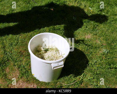Picking lâ Elderflower in un giardino per fare succo e pancake Foto Stock