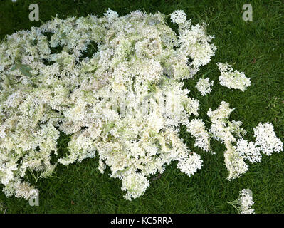 Picking lâ Elderflower in un giardino per fare succo e pancake Foto Stock