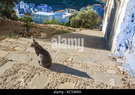 Animali domestici ammessi su strada nella medina della città blu Chefchaouen, Marocco Foto Stock