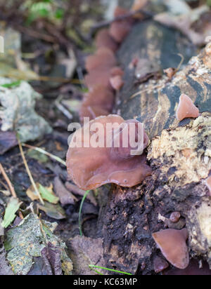 Gli ebrei orecchio di funghi che crescono su legno morto Foto Stock