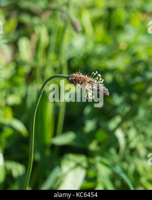 Unico inglese piantaggine fiore Foto Stock